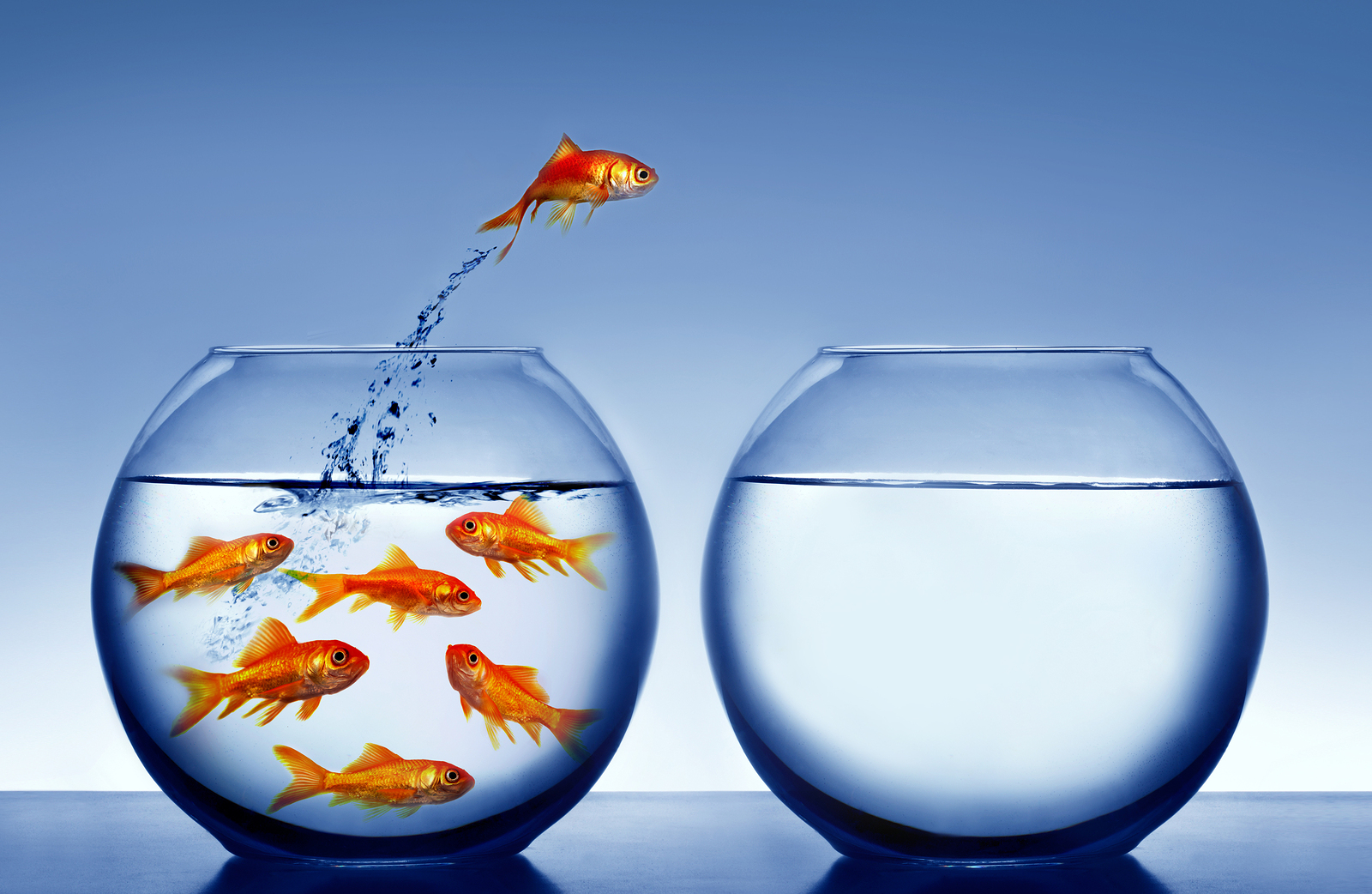 bigstock-goldfish-jumping-out-of-the-wa-52418623