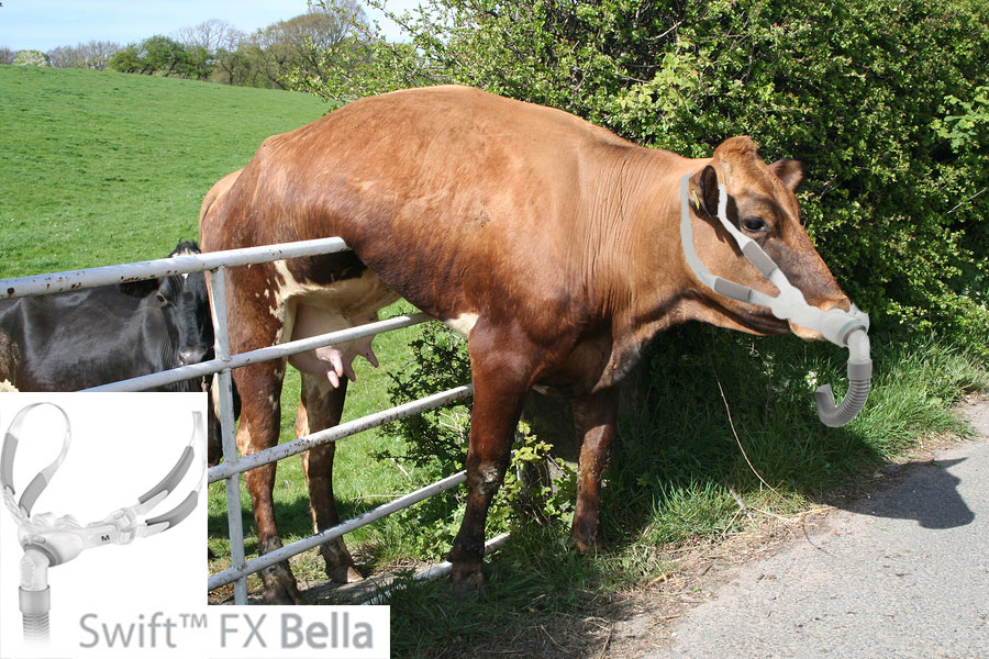 Swift-FX-Bella-Cow