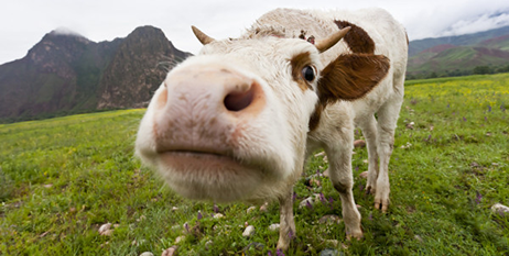 bigstock-Curious-Cow-42526807-e1424734273202